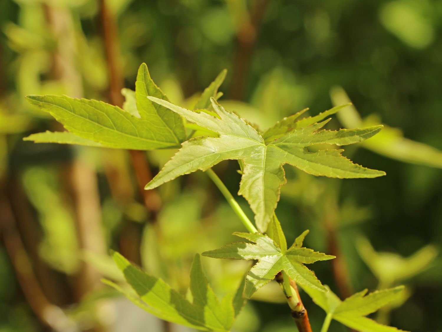 Amberbäume (Liquidambar) Infos & Pflanzen dieser Gattung