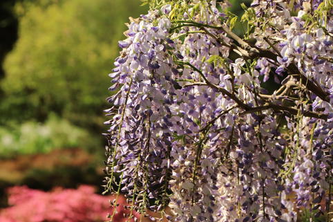 Amerikanischer Blauregen 'Blue Moon' - Wisteria macrostachya var. frutesence 'Blue Moon'