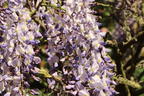 Amerikanischer Blauregen 'Blue Moon' - Wisteria macrostachya var. frutesence 'Blue Moon'