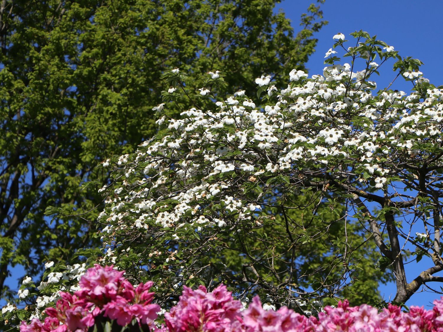 Amerikanischer Blumen-Hartriegel 'Barton's White' - Cornus florida 'Barton's White'