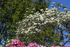 Amerikanischer Blumen-Hartriegel 'Barton's White' - Cornus florida 'Barton's White'