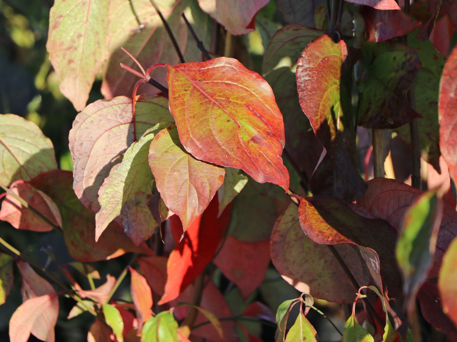 Amerikanischer Blumen-Hartriegel 'Barton's White' - Cornus florida 'Barton's White'