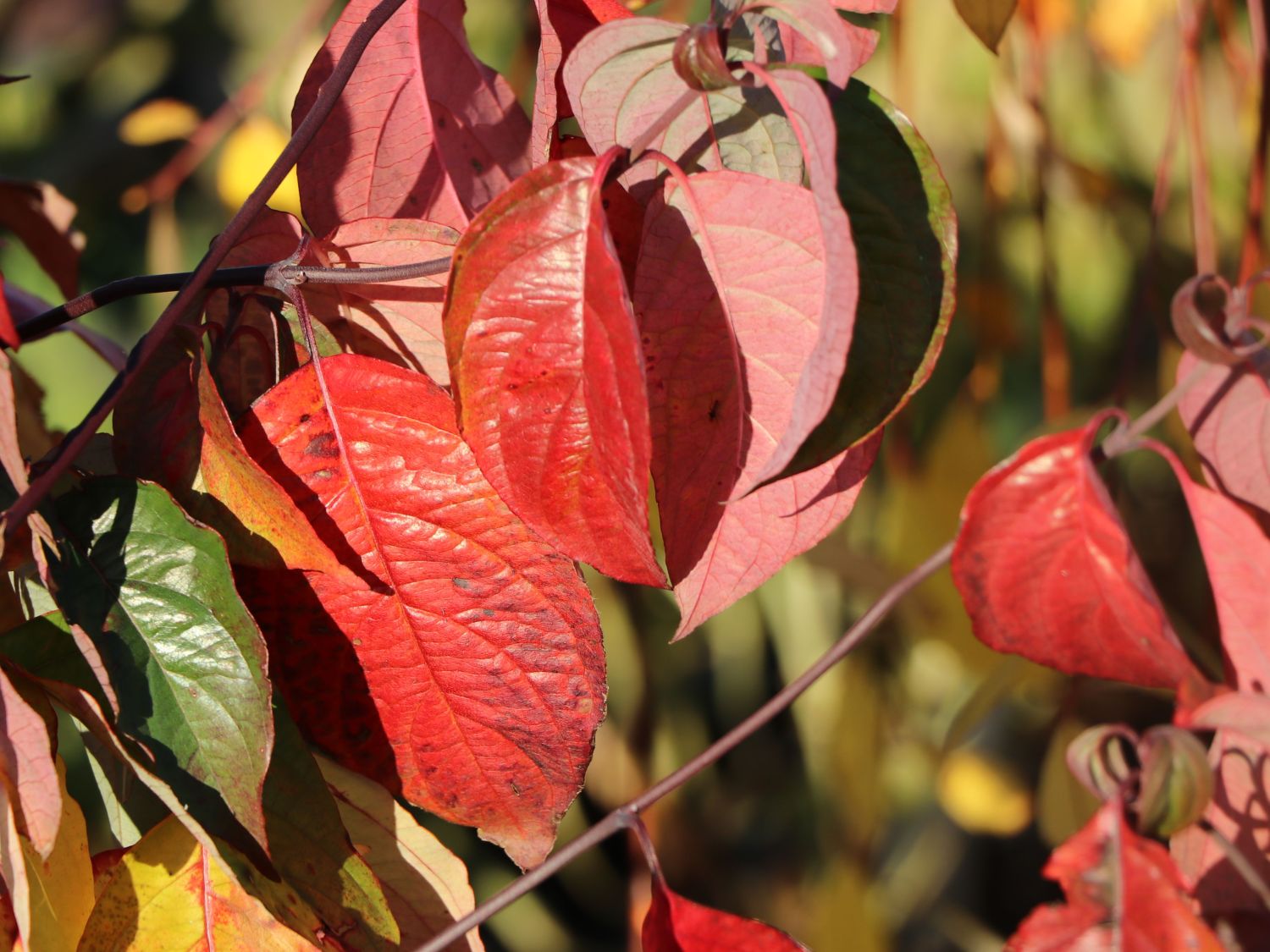 Amerikanischer Blumen-Hartriegel 'Barton's White' - Cornus florida 'Barton's White'