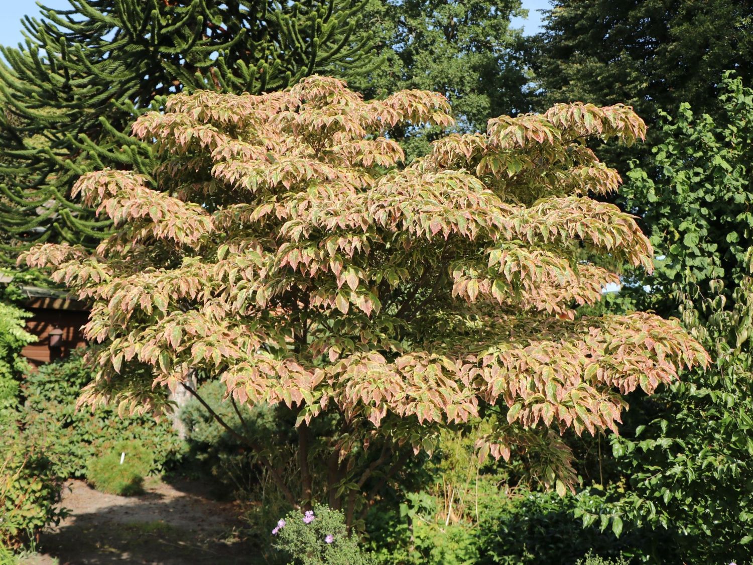 Amerikanischer Blumen-Hartriegel 'Cherokee Daybreak'