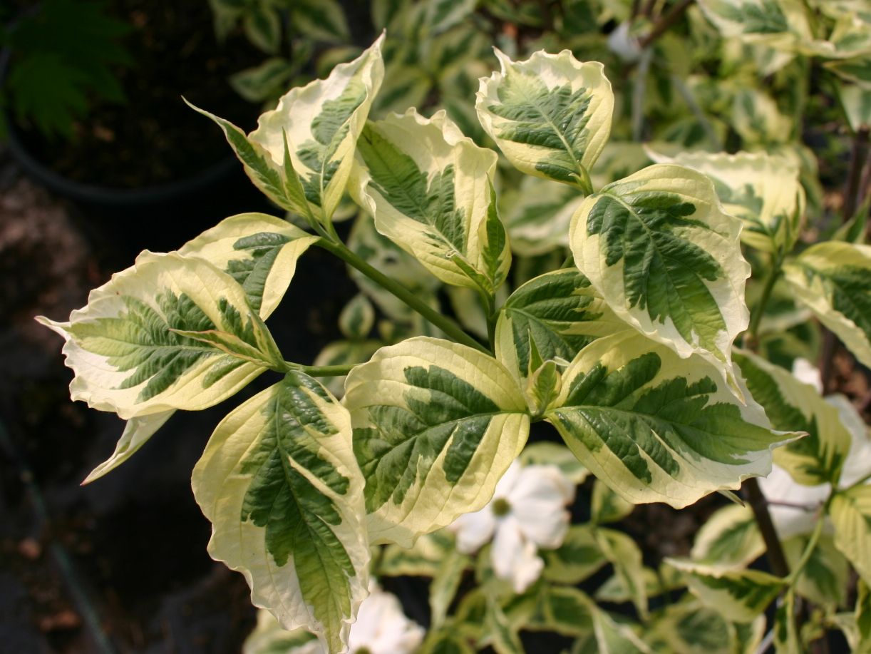 Amerikanischer Blumen-Hartriegel 'Cherokee Daybreak' - Cornus florida 'Cherokee Daybreak'
