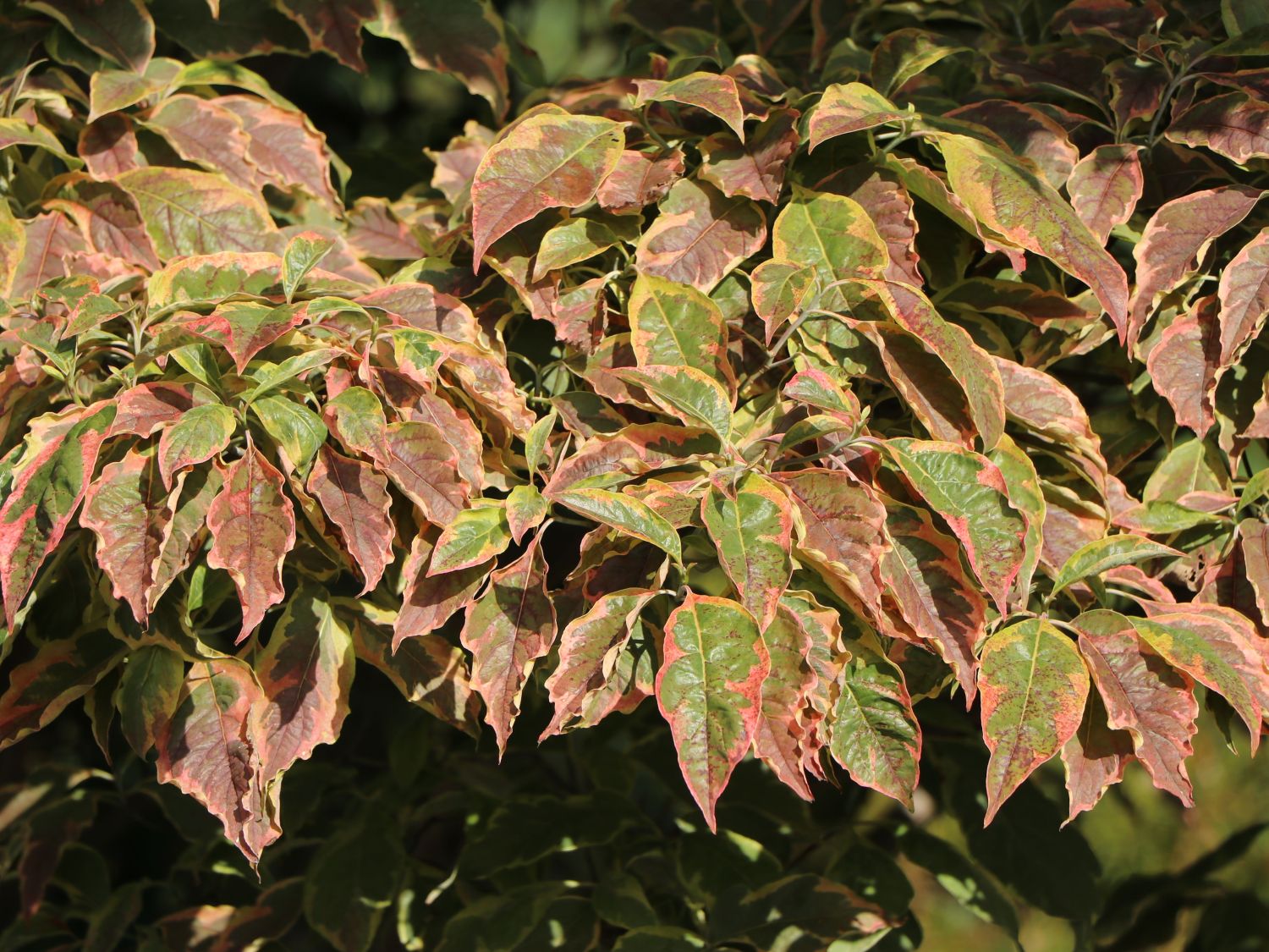 Amerikanischer Blumen-Hartriegel 'Cherokee Daybreak' - Cornus florida 'Cherokee Daybreak'