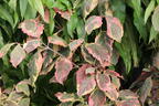 Amerikanischer Blumen-Hartriegel 'Cherokee Daybreak' - Cornus florida 'Cherokee Daybreak'
