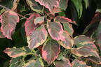 Amerikanischer Blumen-Hartriegel 'Cherokee Daybreak' - Cornus florida 'Cherokee Daybreak'