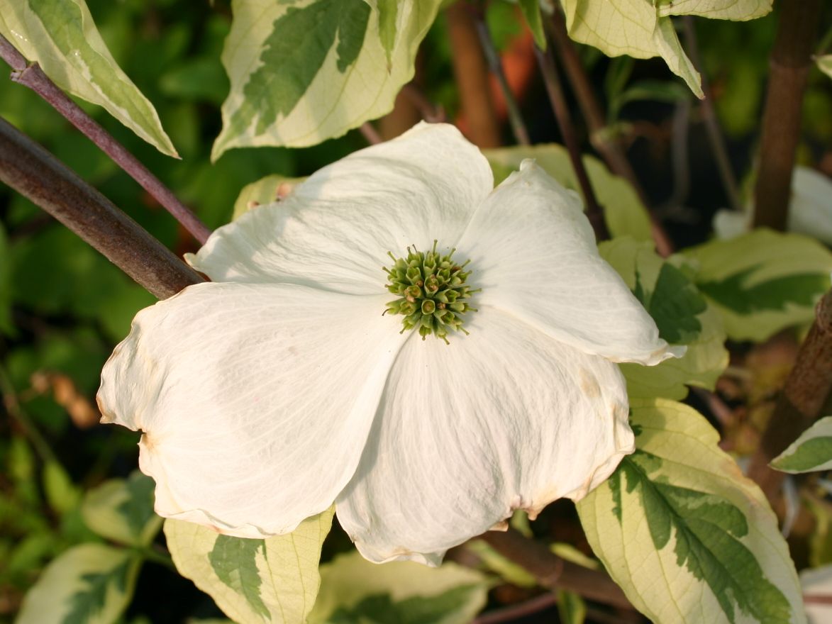 Amerikanischer Blumen-Hartriegel 'Cherokee Daybreak' - Cornus florida 'Cherokee Daybreak'