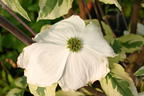 Amerikanischer Blumen-Hartriegel 'Cherokee Daybreak' - Cornus florida 'Cherokee Daybreak'