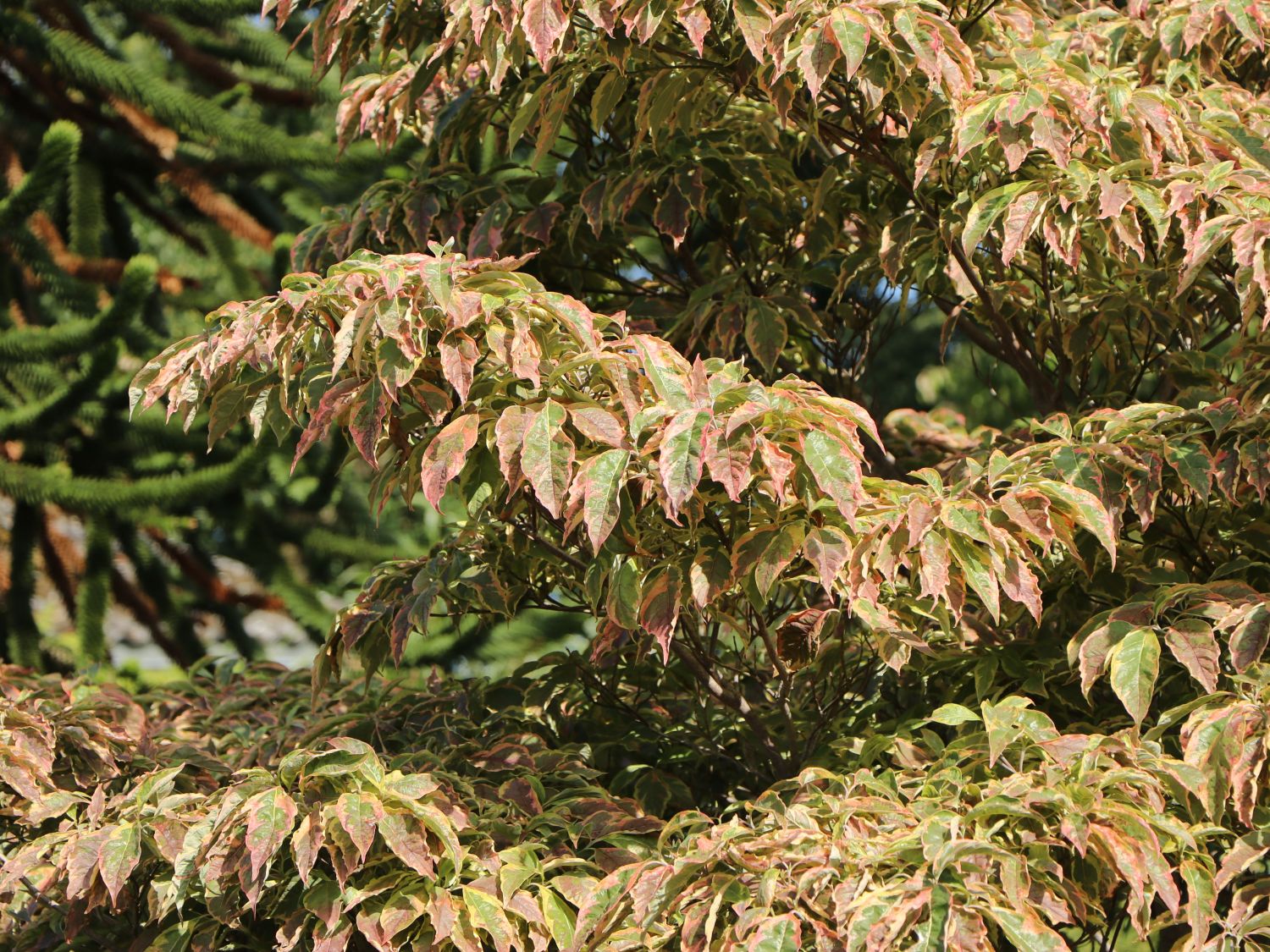 Amerikanischer Blumen-Hartriegel 'Cherokee Daybreak' - Cornus florida 'Cherokee Daybreak'