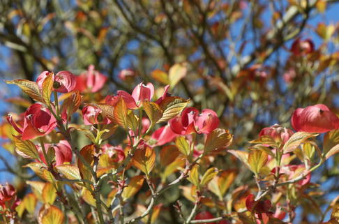 Amerikanischer Blumen-Hartriegel 'Cherokee Sunset' - Cornus florida 'Cherokee Sunset'
