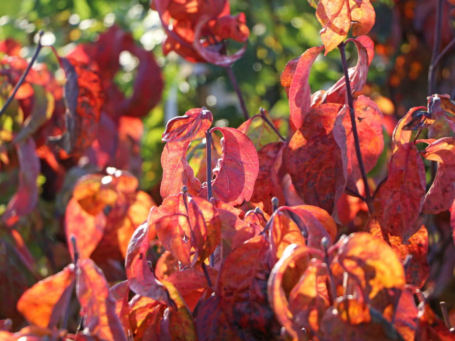 Amerikanischer Blumen-Hartriegel 'Eve Pride' - Cornus florida 'Eve Pride'
