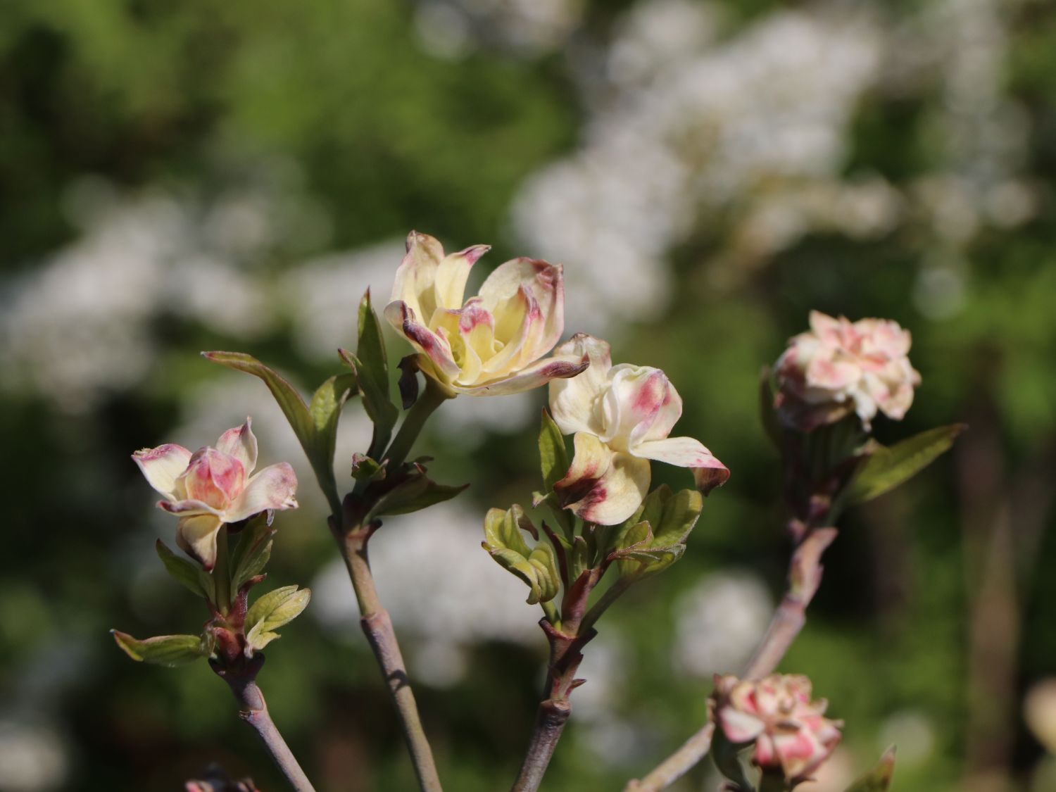 Amerikanischer Blumen-Hartriegel 'Eve Pride' - Cornus florida 'Eve Pride'