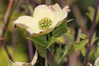 Amerikanischer Blumen-Hartriegel 'Fastigiata' - Cornus florida 'Fastigiata'
