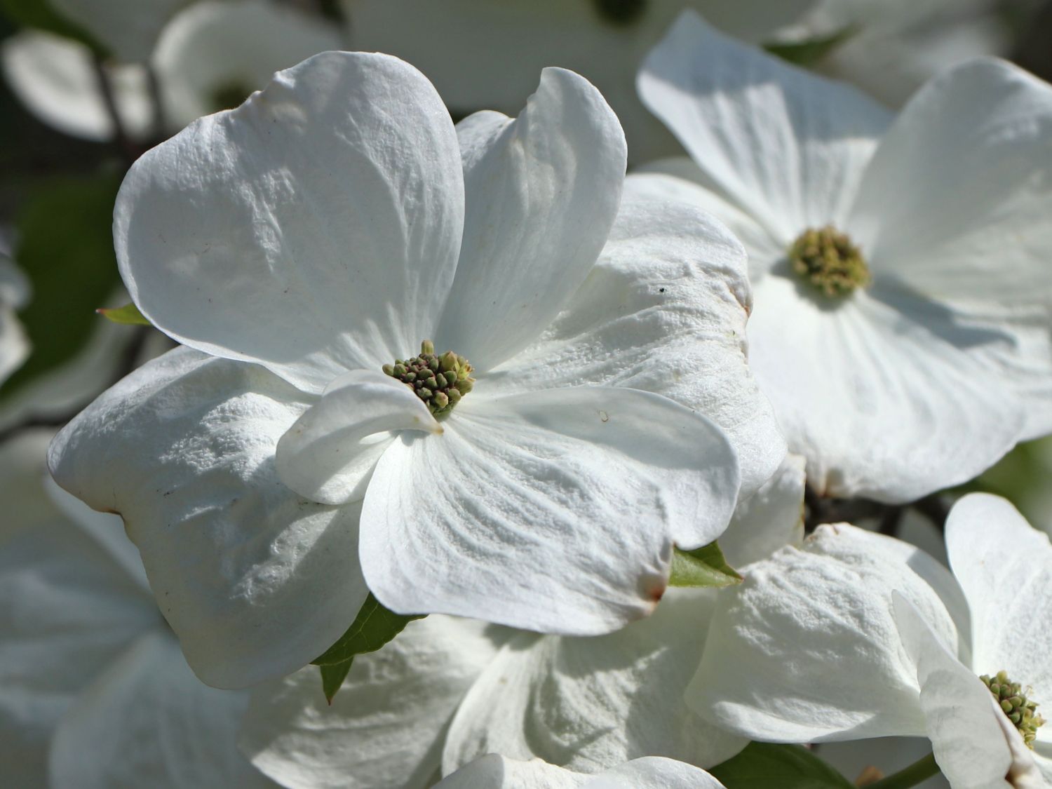 Amerikanischer Blumen-Hartriegel 'First Lady' - Cornus florida 'First Lady'