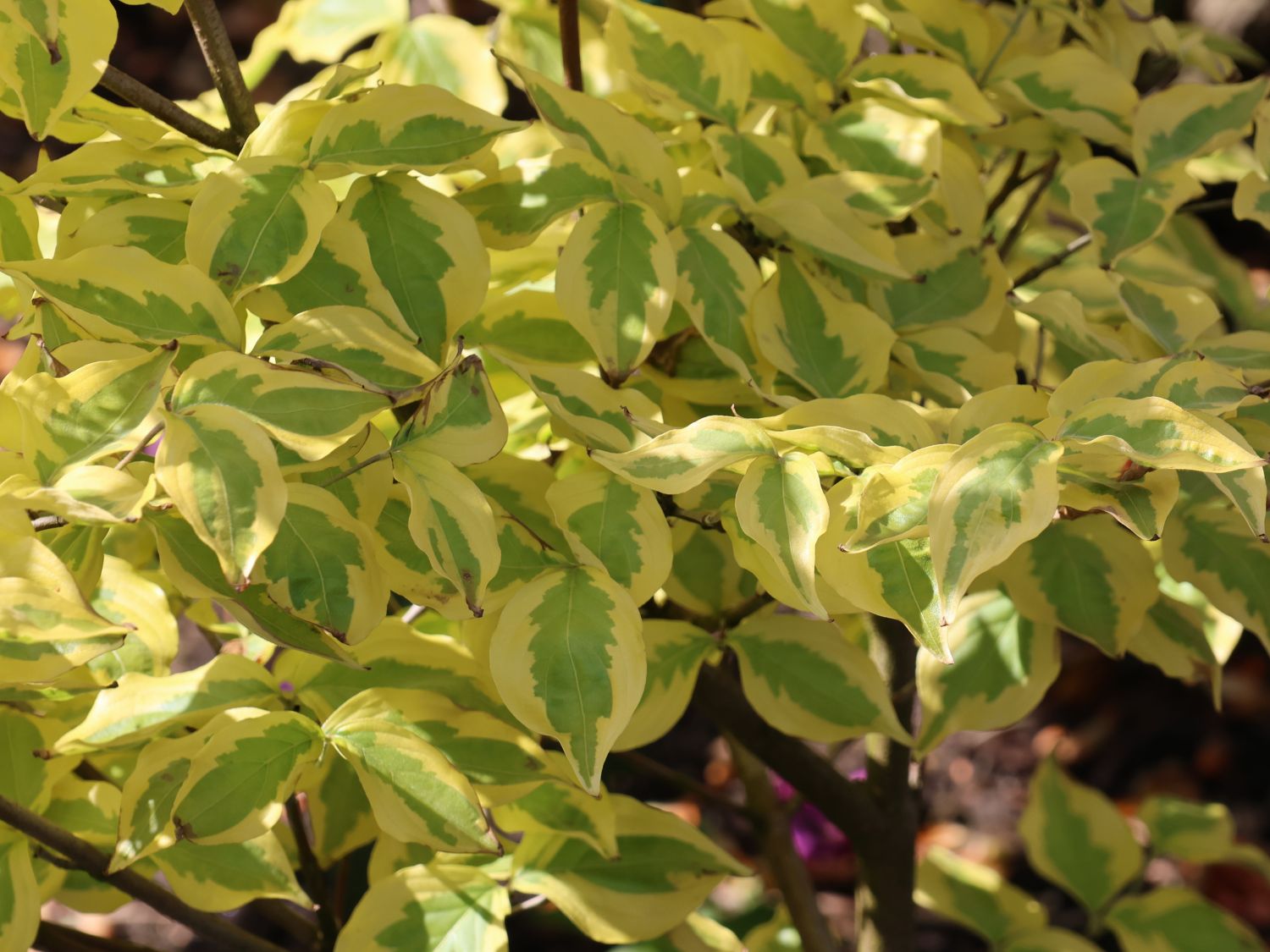 Amerikanischer Blumen-Hartriegel 'First Lady' - Cornus florida 'First Lady'