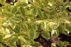 Amerikanischer Blumen-Hartriegel 'First Lady' - Cornus florida 'First Lady'