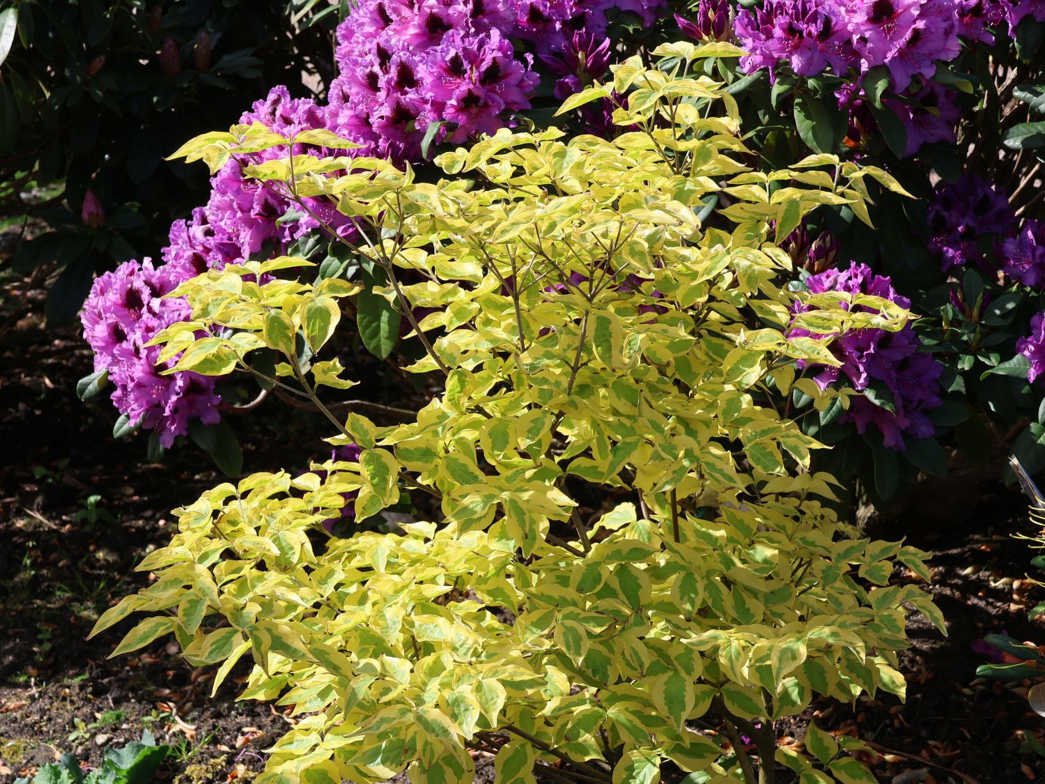 Amerikanischer Blumen-Hartriegel 'First Lady' - Cornus florida 'First Lady'