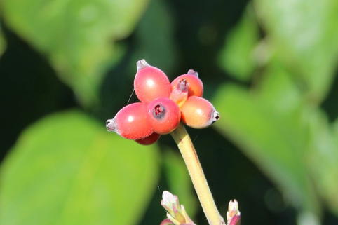 Amerikanischer Blumen-Hartriegel 'Green Glow' - Cornus florida 'Green Glow'
