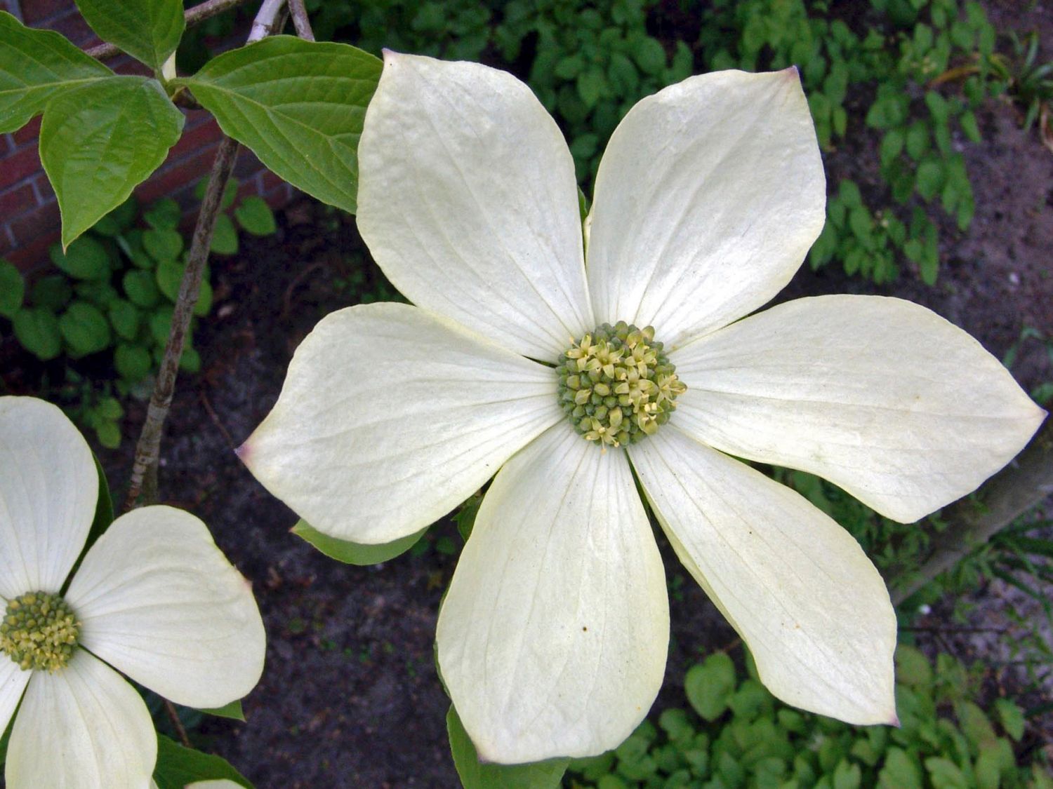 Amerikanischer Blumen-Hartriegel 'Monarch' - Cornus nuttallii 'Monarch'