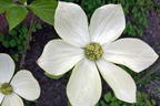 Amerikanischer Blumen-Hartriegel 'Monarch' - Cornus nuttallii 'Monarch'