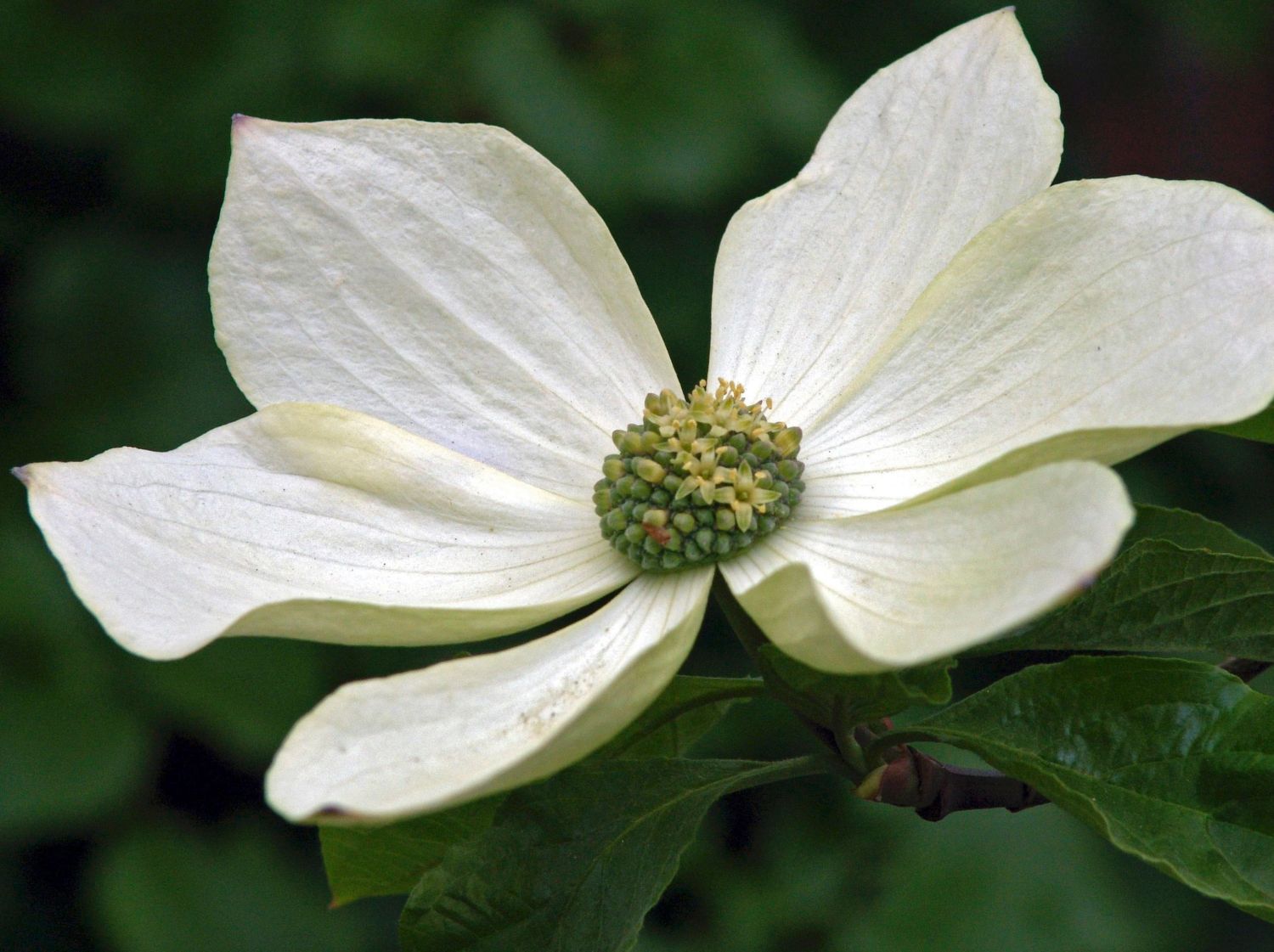 Amerikanischer Blumen-Hartriegel 'Monarch' - Cornus nuttallii 'Monarch'