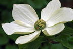 Amerikanischer Blumen-Hartriegel 'Monarch' - Cornus nuttallii 'Monarch'