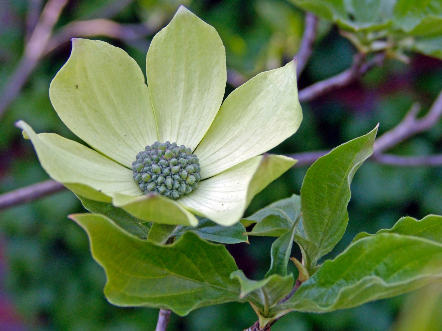 Amerikanischer Blumen-Hartriegel 'Monarch' - Cornus nuttallii 'Monarch'