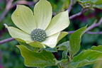Amerikanischer Blumen-Hartriegel 'Monarch' - Cornus nuttallii 'Monarch'
