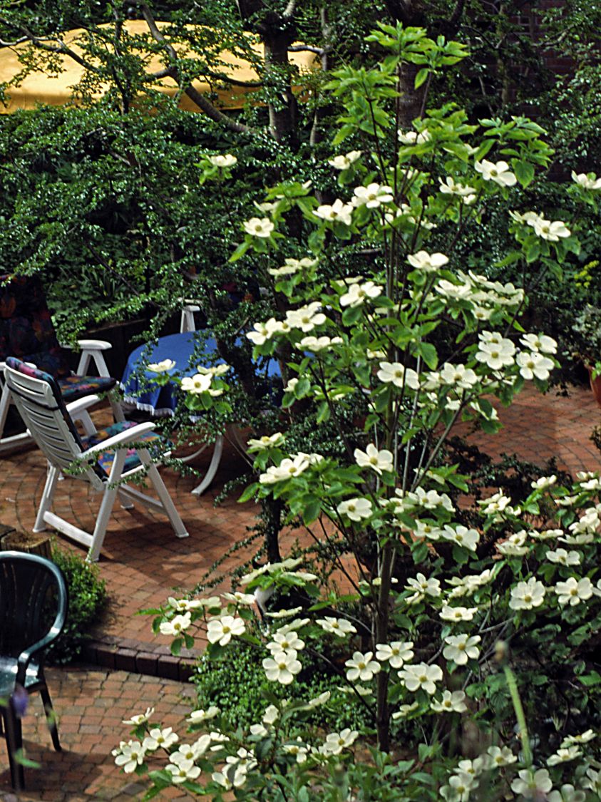Amerikanischer Blumen-Hartriegel 'Monarch' - Cornus nuttallii 'Monarch'