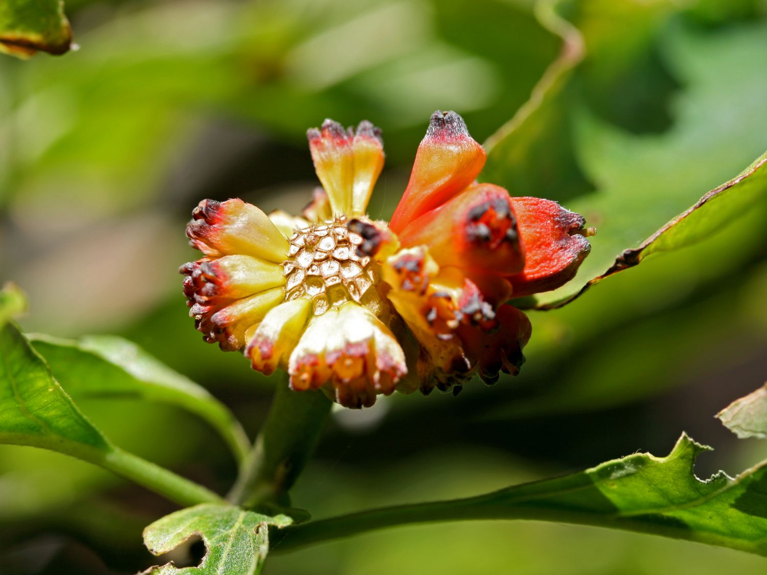 Amerikanischer Blumen-Hartriegel 'Monarch' - Cornus nuttallii 'Monarch'