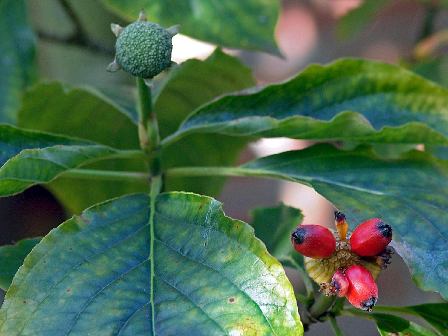 Amerikanischer Blumen-Hartriegel 'Monarch' - Cornus nuttallii 'Monarch'