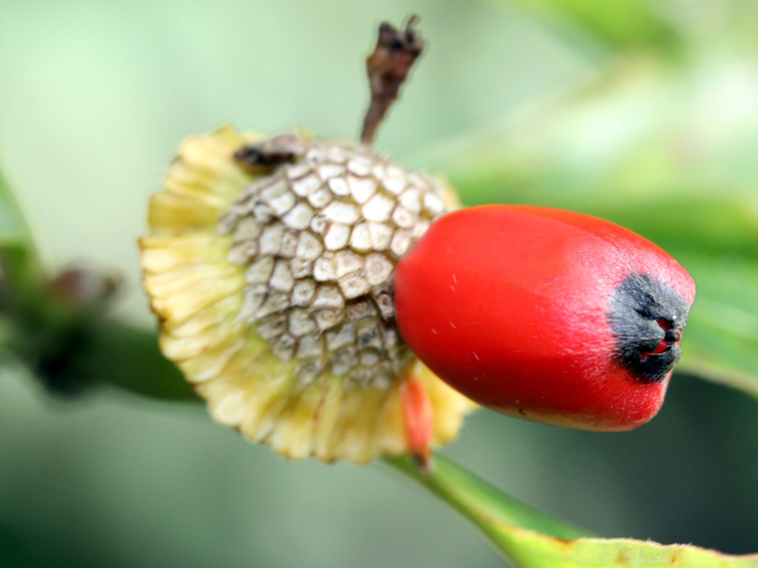 Amerikanischer Blumen-Hartriegel 'Monarch' - Cornus nuttallii 'Monarch'