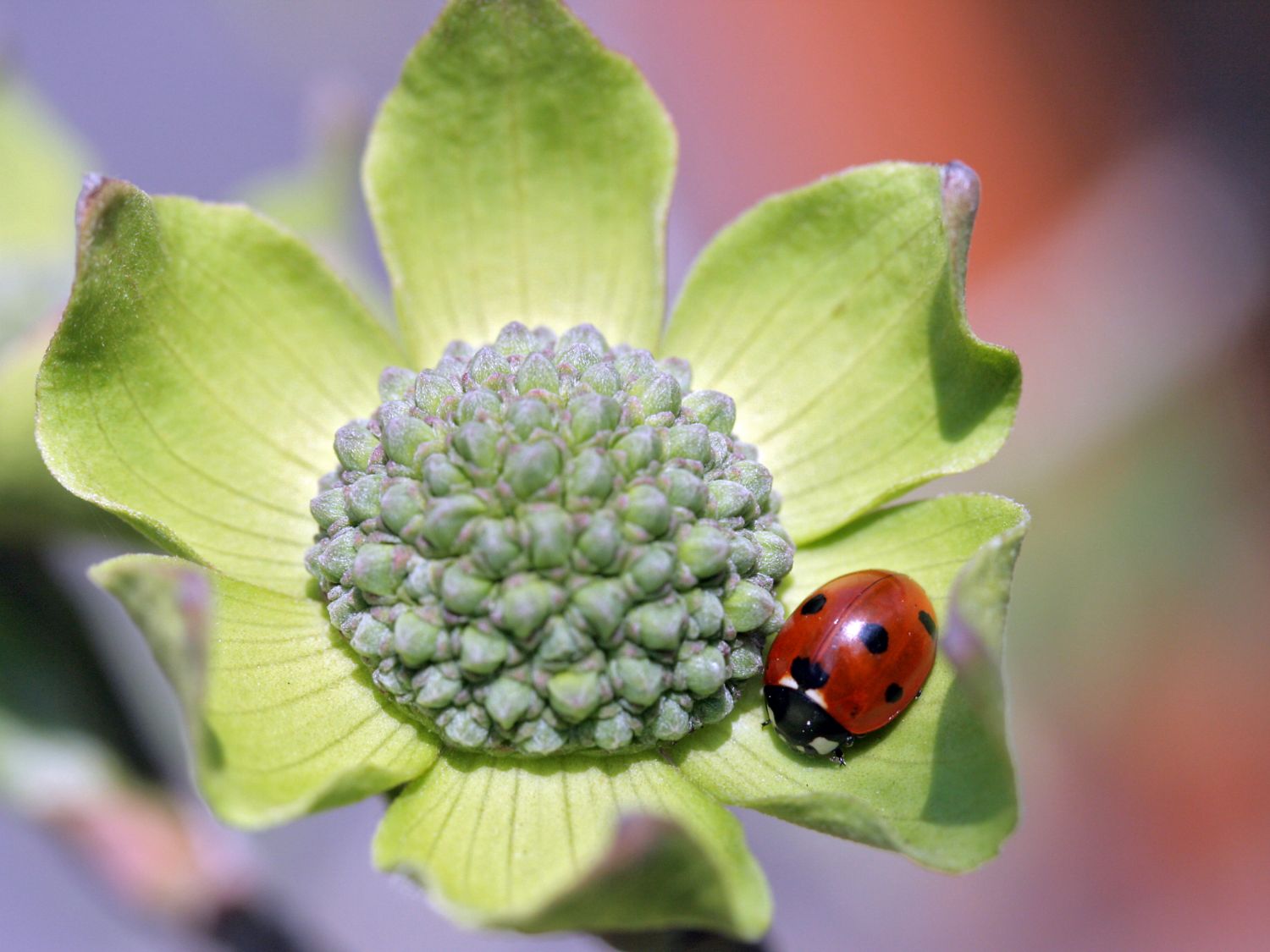 Amerikanischer Blumen-Hartriegel 'Monarch' - Cornus nuttallii 'Monarch'