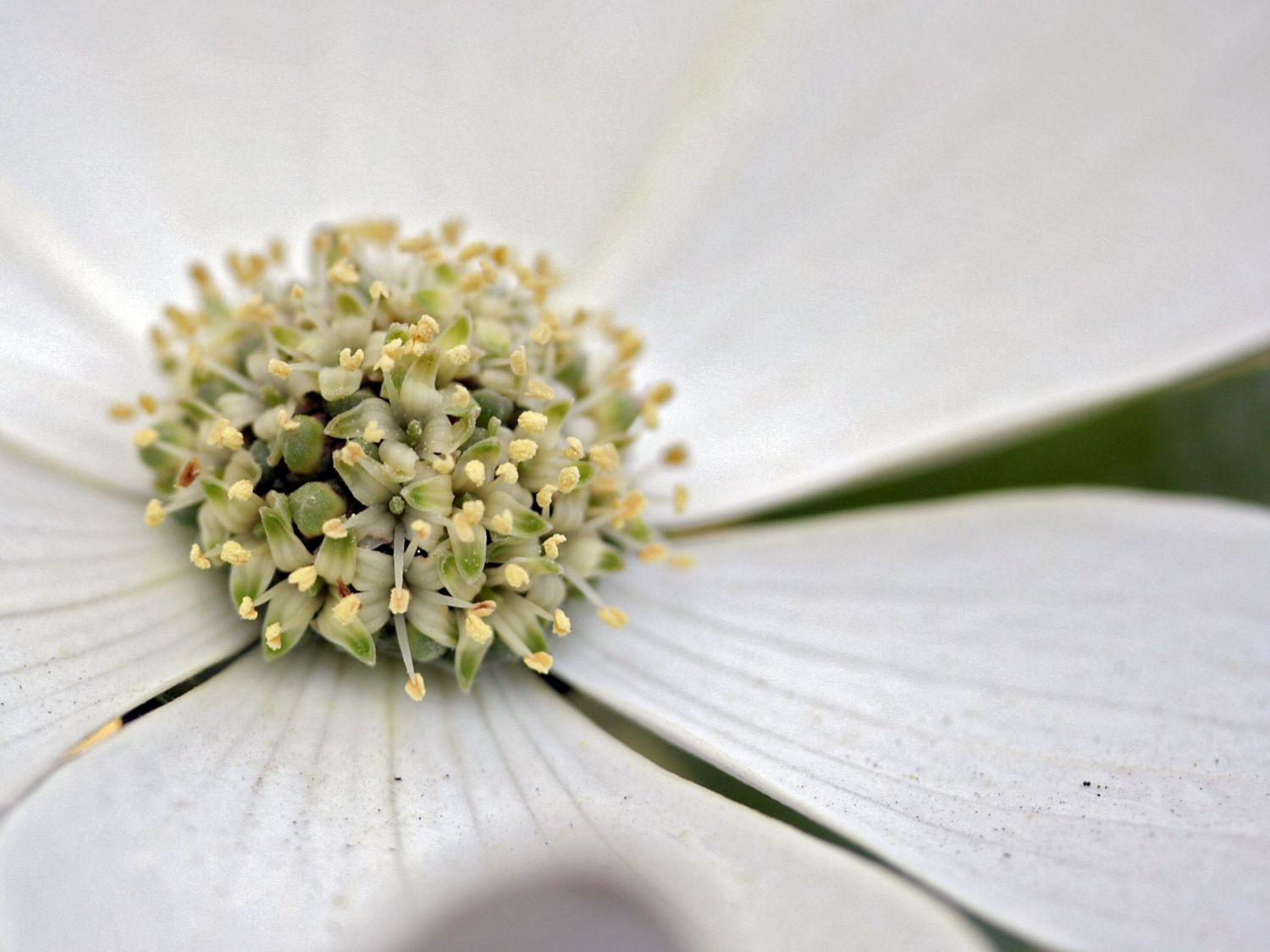 Amerikanischer Blumen-Hartriegel 'Monarch' - Cornus nuttallii 'Monarch'