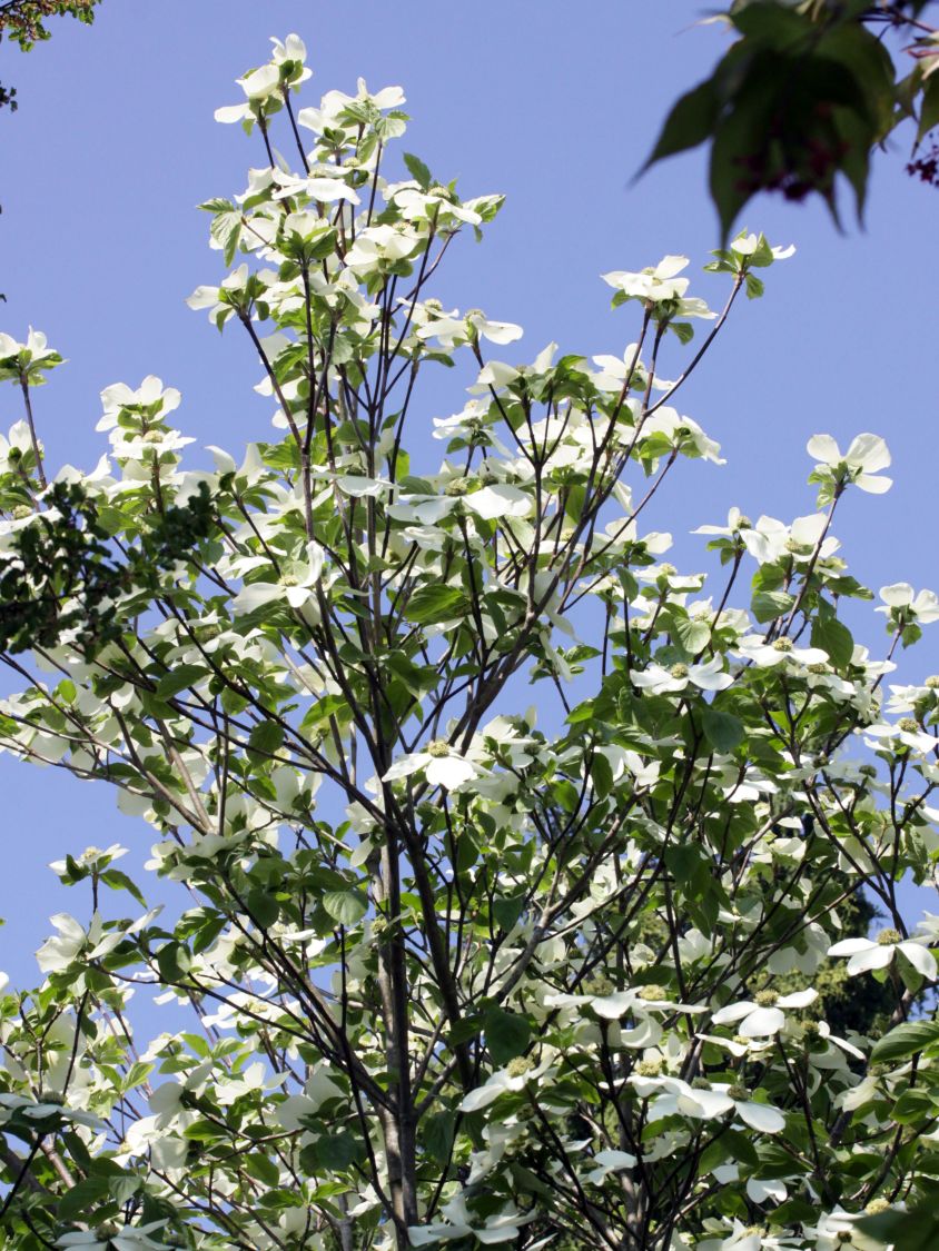 Amerikanischer Blumen-Hartriegel 'Monarch' - Cornus nuttallii 'Monarch'