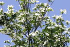 Amerikanischer Blumen-Hartriegel 'Monarch' - Cornus nuttallii 'Monarch'