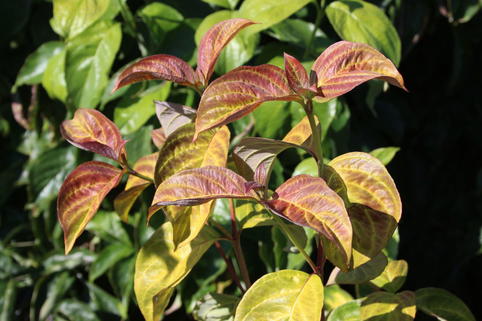 Amerikanischer Blumen-Hartriegel 'Pumpkin Patch' - Cornus florida 'Pumpkin Patch'