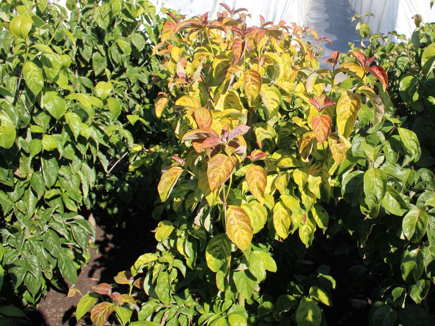 Amerikanischer Blumen-Hartriegel 'Pumpkin Patch' - Cornus florida 'Pumpkin Patch'