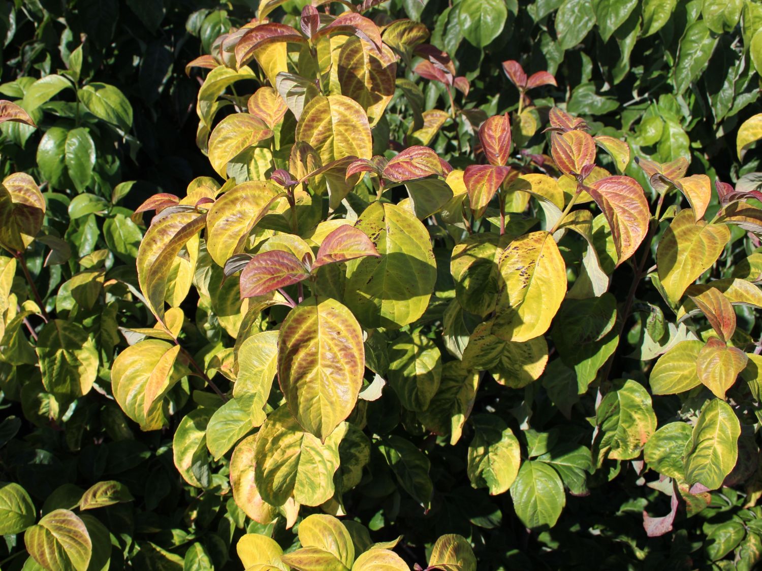 Amerikanischer Blumen-Hartriegel 'Pumpkin Patch' - Cornus florida 'Pumpkin Patch'