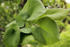 Kanadischer Judasbaum