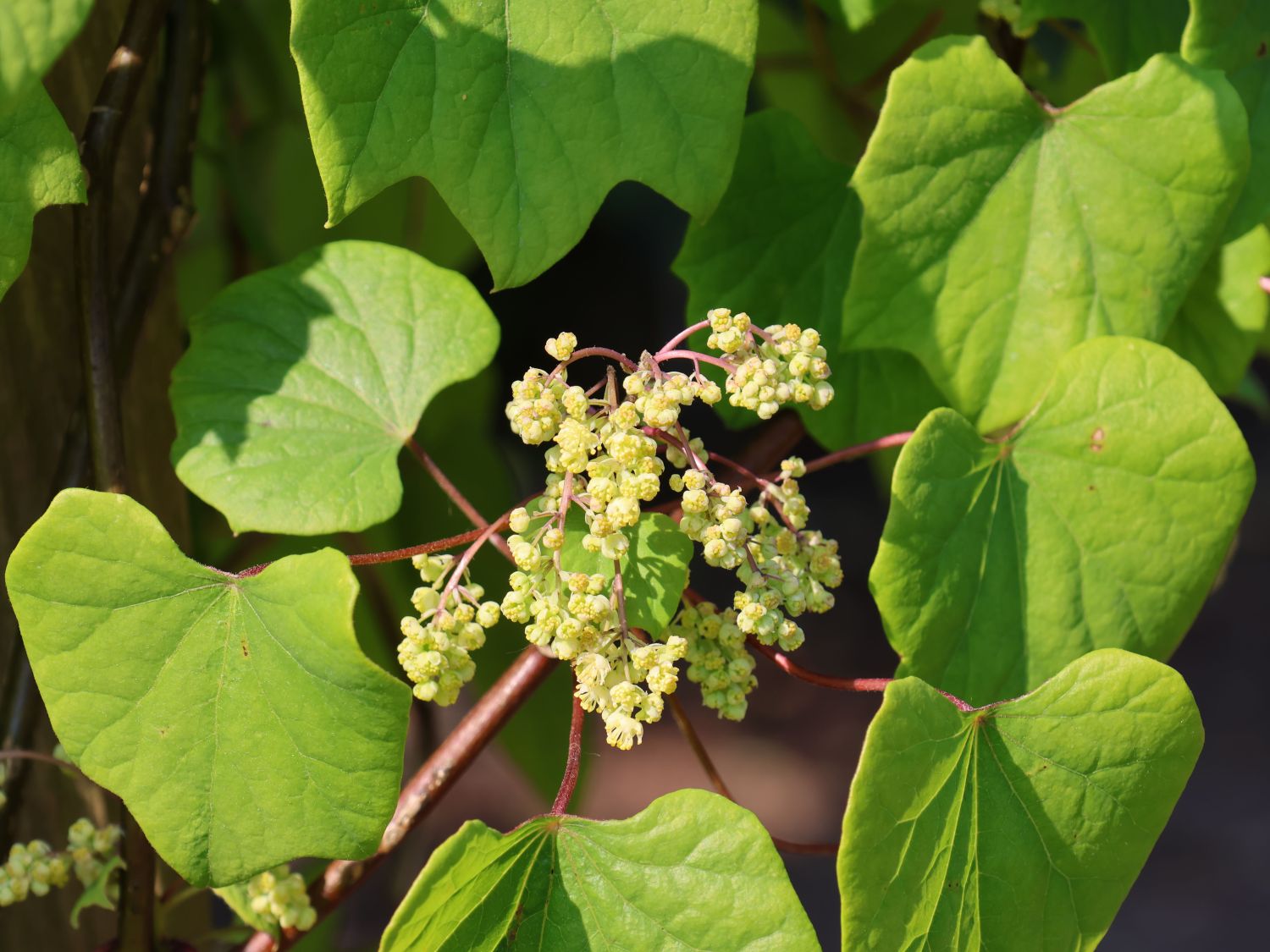 Mondsamengewächse (Menispermaceae)