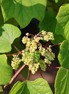 Mondsamengewächse (Menispermaceae)