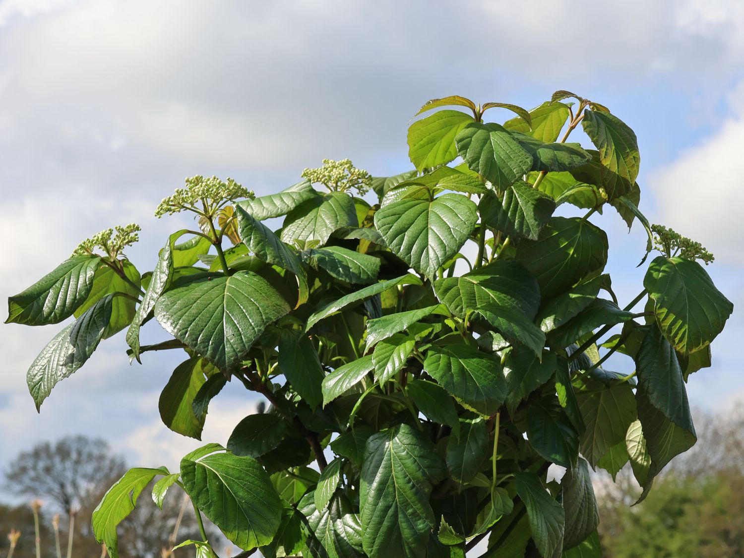 Amerikanischer Schneeball PROVEN WINNERS ® 'Shiny Dancer' ®