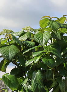 Amerikanischer Schneeball PROVEN WINNERS ® 'Shiny Dancer' ®