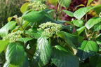 Amerikanischer Schneeball PROVEN WINNERS ® 'Shiny Dancer' ® - Viburnum PROVEN WINNERS ® 'Shiny Dancer' ®