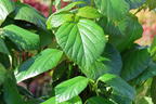 Amerikanischer Schneeball PROVEN WINNERS ® 'Shiny Dancer' ® - Viburnum PROVEN WINNERS ® 'Shiny Dancer' ®