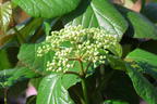 Amerikanischer Schneeball PROVEN WINNERS ® 'Shiny Dancer' ® - Viburnum PROVEN WINNERS ® 'Shiny Dancer' ®
