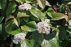 Amerikanischer Schneeball PROVEN WINNERS ® 'Shiny Dancer' ® - Viburnum PROVEN WINNERS ® 'Shiny Dancer' ®